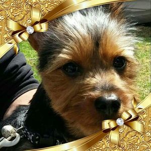 Meet your Posher, Kim